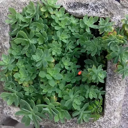 Flower Apartment