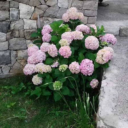 Flower *