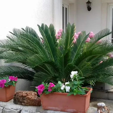 Flower * Splitska